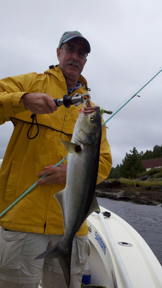 Maine Striper Fishing Charters & Reports Hotline 2076910745 Maine