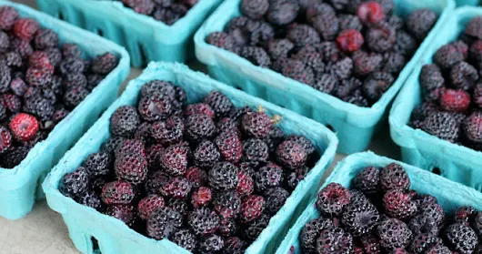 Cancer Fighting Black Raspberries And Its Many Health Benefits Cancer Fighting Black Raspberries And Its Many Health Benefits