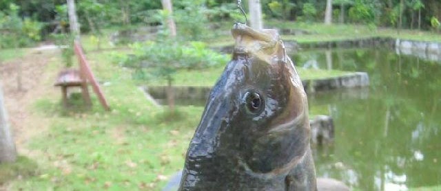 Umpan Ikan Nila di Kolam, Danau dan Liar Paling Ampuh
