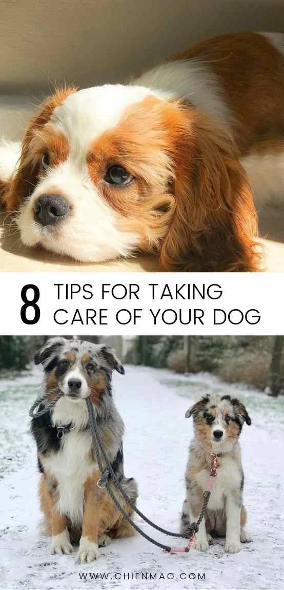 8 Tips for Taking Care of Your Dog