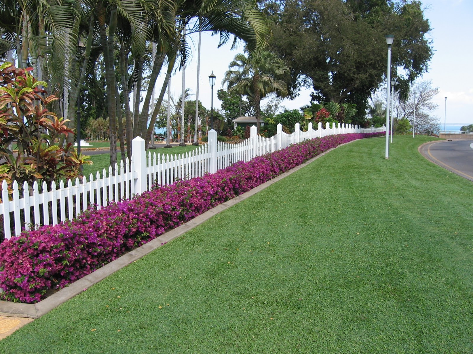 Gardening South Florida Style South Florida Hedge Plants V I