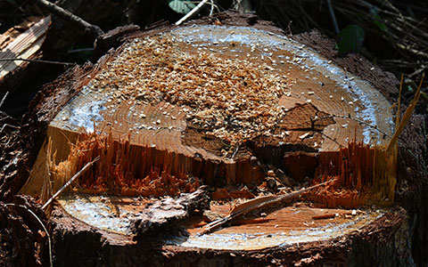 Kill and stop cut tree stumps from growing back