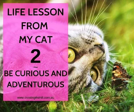 Cats have a lot to teach us - Lesson Number 2 is to always be curious and ready for adventure #inspiration #lifelesson