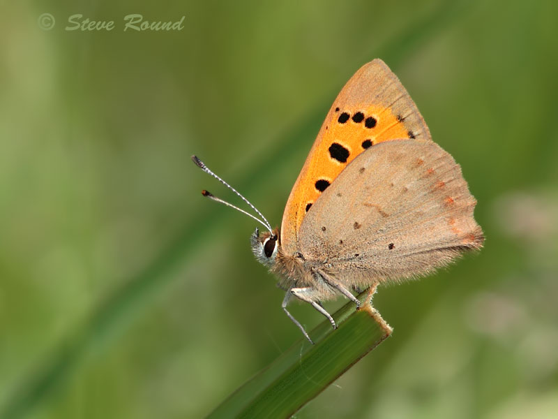 small copper, butterfly, butterflies, nature, wildlife