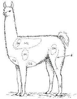 A diagram of the optimal places for Alpaca injections.