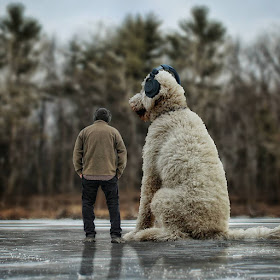 11-Sometimes-when-things-get-too-Hectic-Christopher-Cline-Juji-The-Giant-Dog-Photo-Manipulations-www-designstack-co