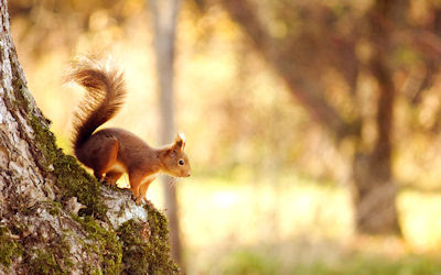 Ardillita curiosa en el bosque - Curious little squirrel