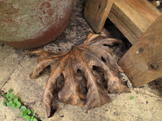 Dead Fatsia leaf on paving stones by pallet. September 14th 2013