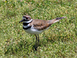 arkansas bird flying called bridget adventures cloud killdeer audubon according