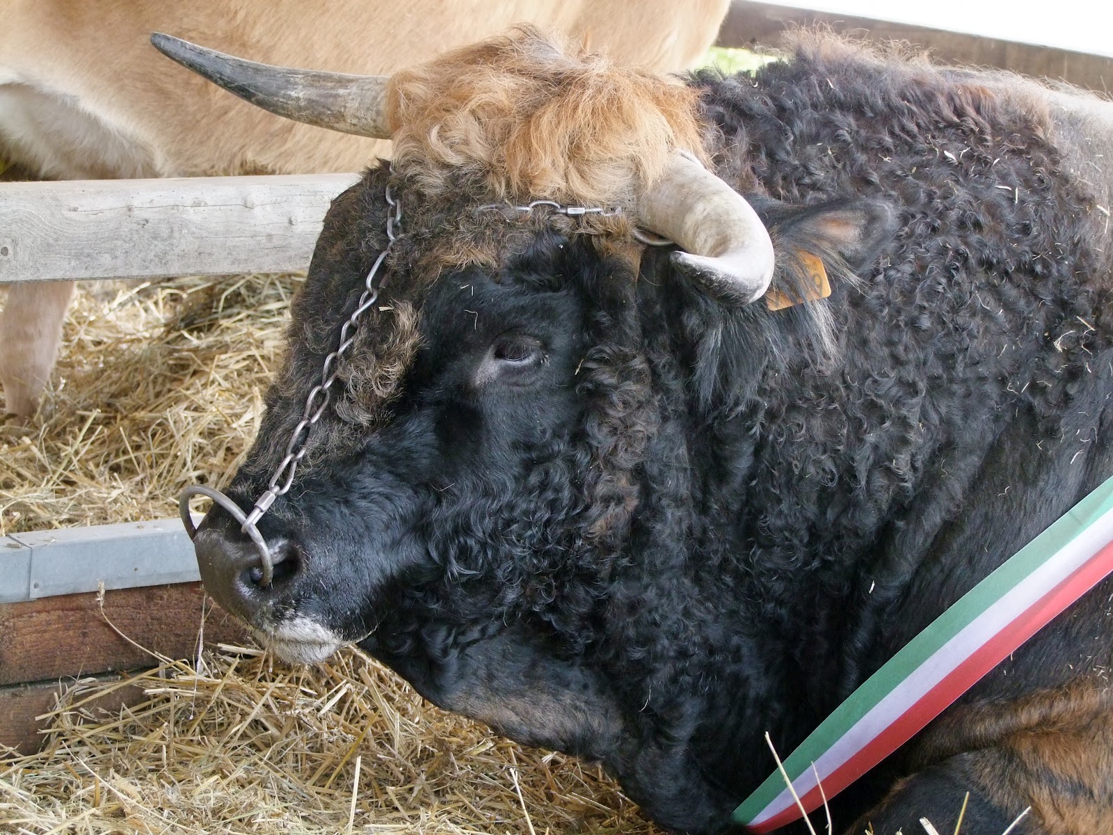 Hodmezovasarhely Direct Connection: Animal Husbandry Days Exhibition