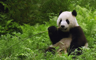 Panda Eating Bamboo Plant HD Wallpaper