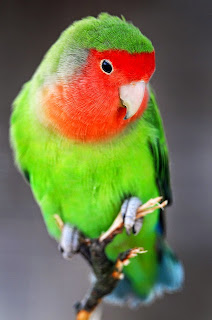 Redfaced lovebird red faced lovebird