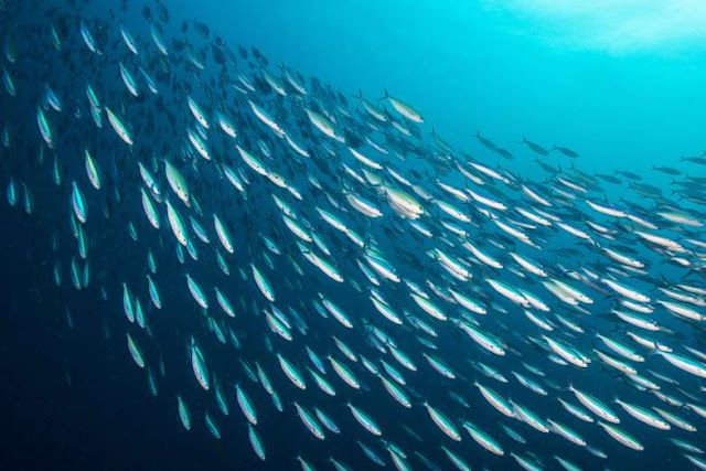 20 fenômenos naturais incriveis Elfandarilha