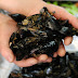 The quality and standards of Albanian mussels according to Minister