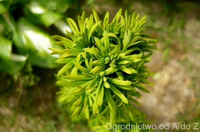 Cis Taxus