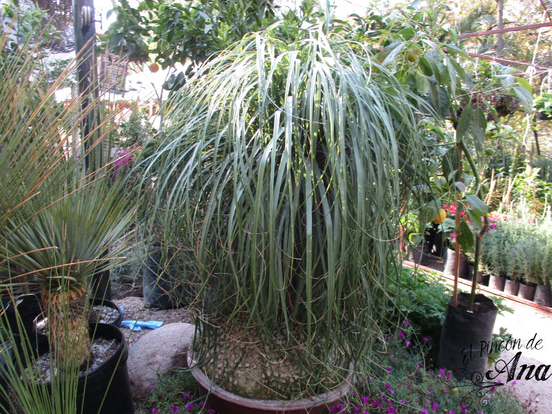 feria de la candelaria 2017