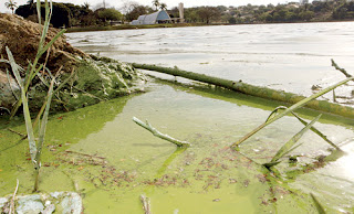 Proliferação de algas na Lagoa da Pampulha