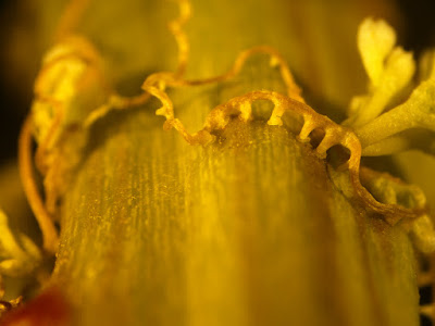 Microscopic view of a parasitic plant penetrating the stem of a host plant