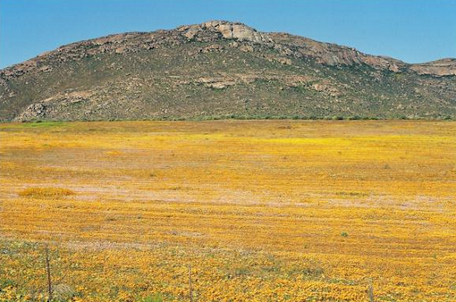 Fenomena Musim Bunga Di tanah Gersang Africa - dairishare