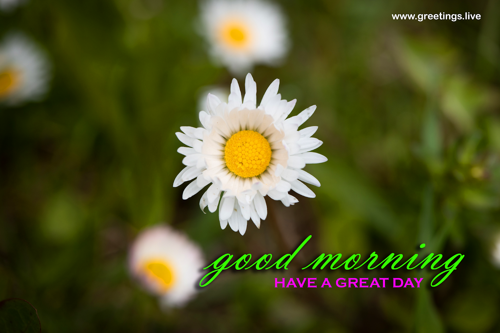 Greetings.Live*Free Daily Greetings Pictures Festival GIF Images fresh