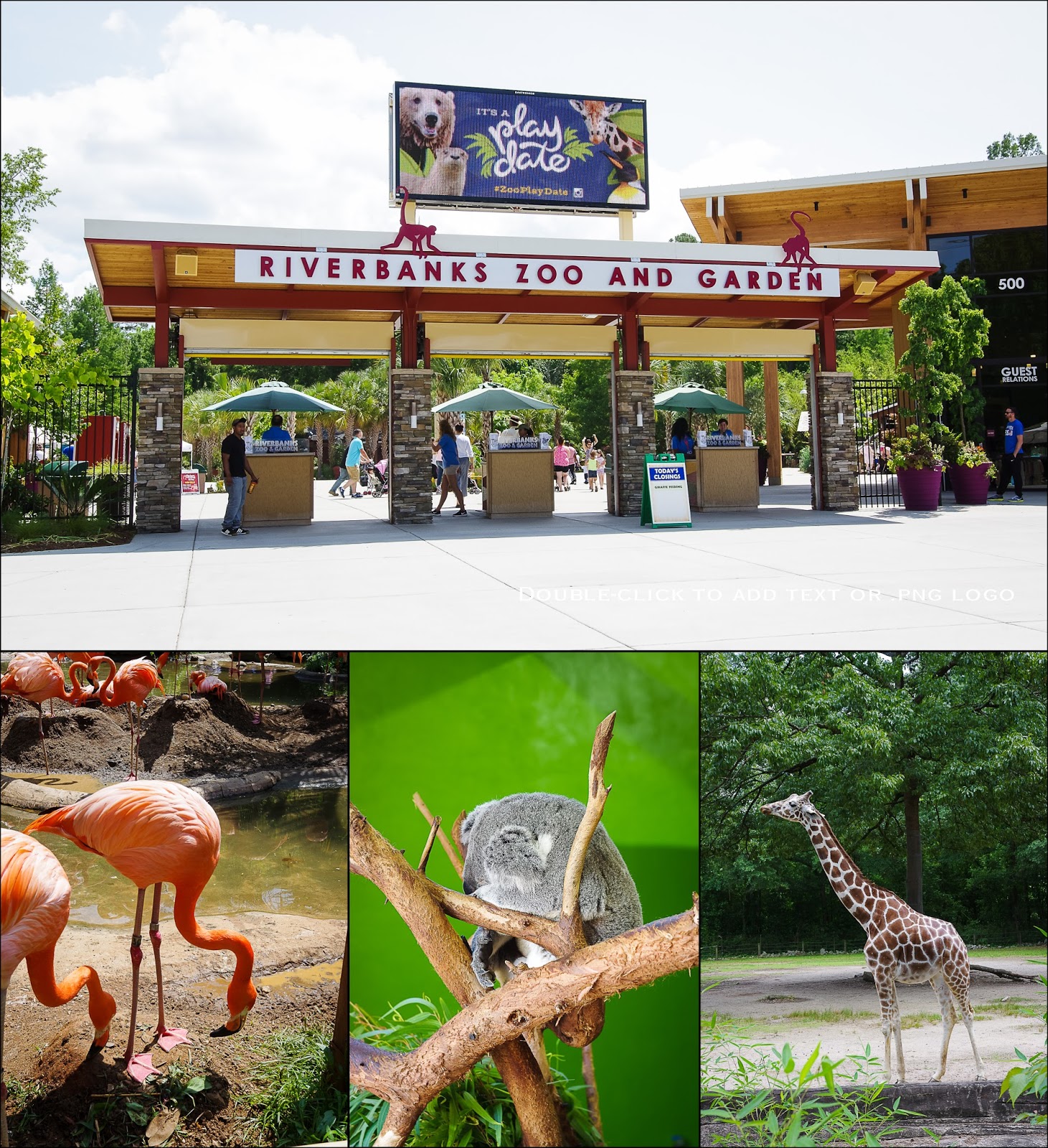 The Adventures of Our Crazy Life Riverbank Zoo