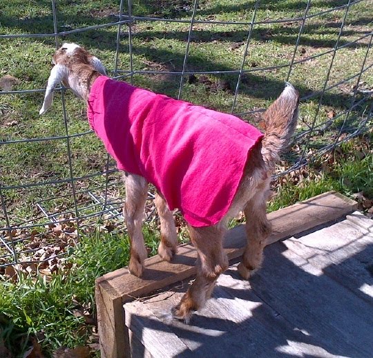 Goat Coats Again Oak Hill Homestead