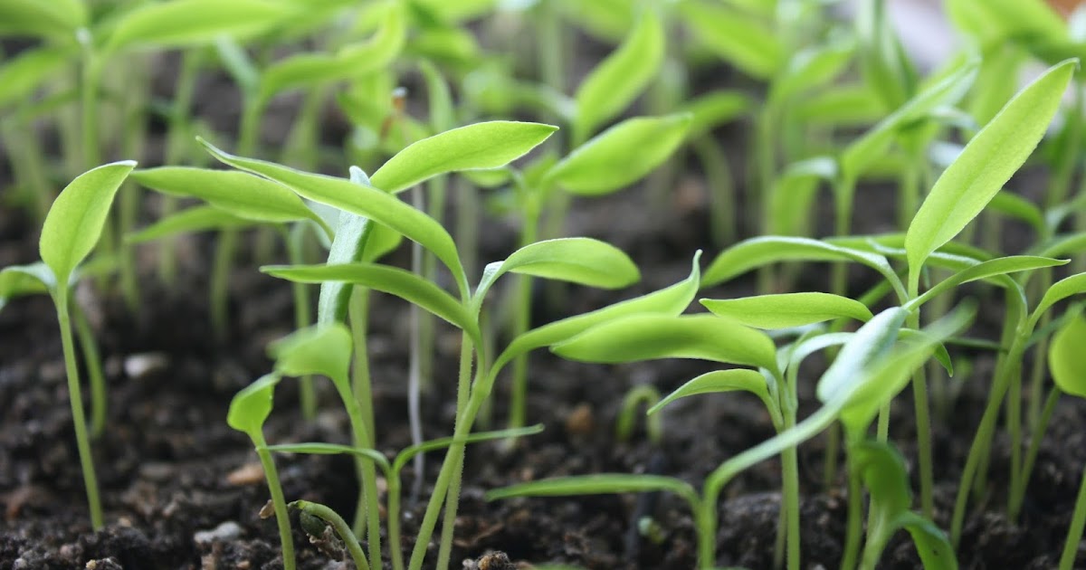 Balkan Ecology Project Soil Temperature and Seed Germination