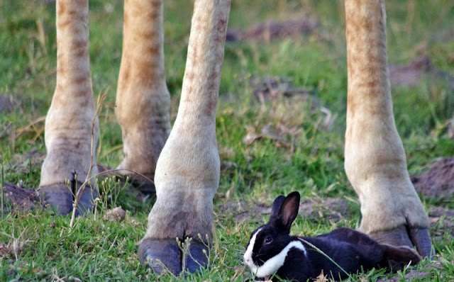 White Wolf : Giraffe and Bunny: Touching moment bunny becomes friends ...