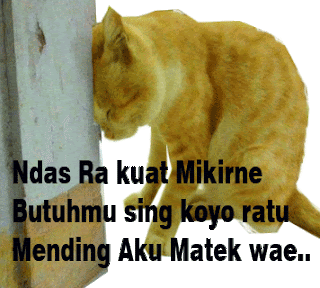 Gambar Kata Galau LUCU Bahasa Jawa Mules Ngliyatnya|DP BBM Gambar Kata Galau LUCU Bahasa Jawa Mules Ngliyatnya|DP BBM