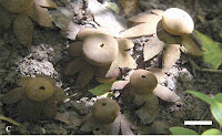 http://sciencythoughts.blogspot.co.uk/2014/05/a-new-species-of-earthstar-fungus-from.html