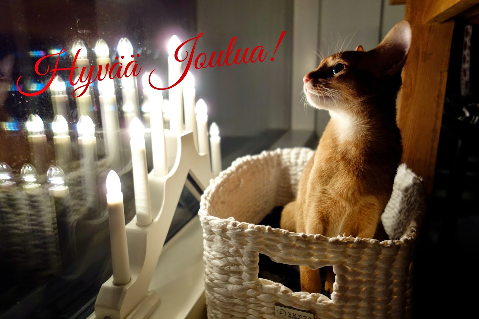 Kuin kissa kermakupilla: Hyvää Joulua!