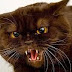 The IPKat is again Irate - more misinformation about the Unitary Patent Package