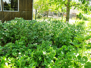 Kartoffeln unterm Walnussbaum (C) by Joachim Wenk Kartoffeln unterm Walnussbaum (C) by Joachim Wenk