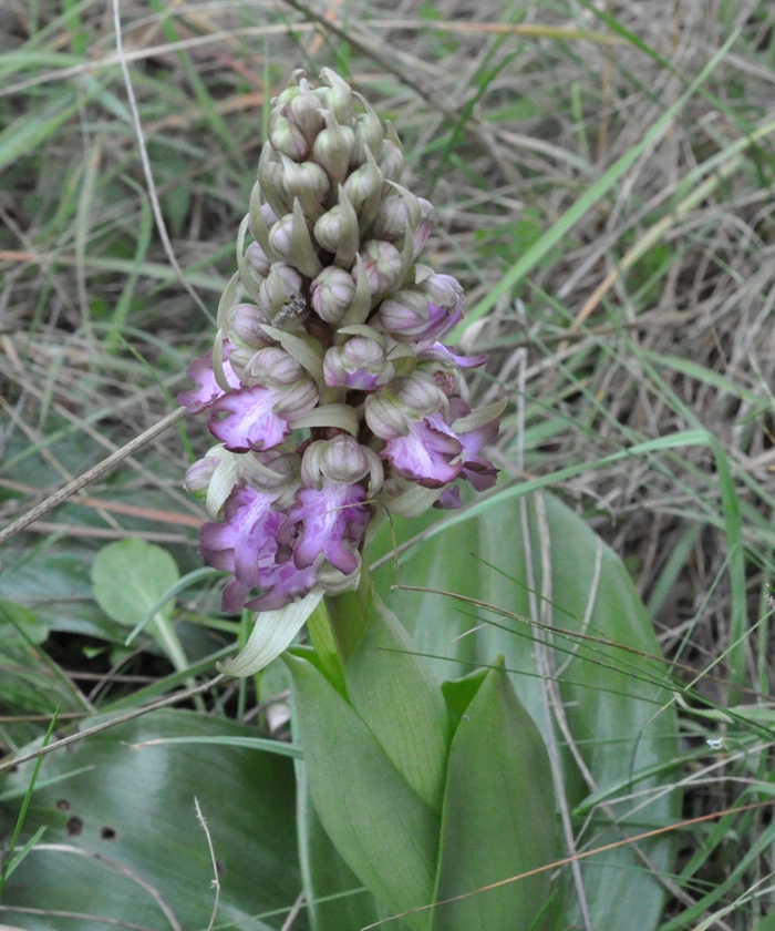Orchis géant Orchis géant