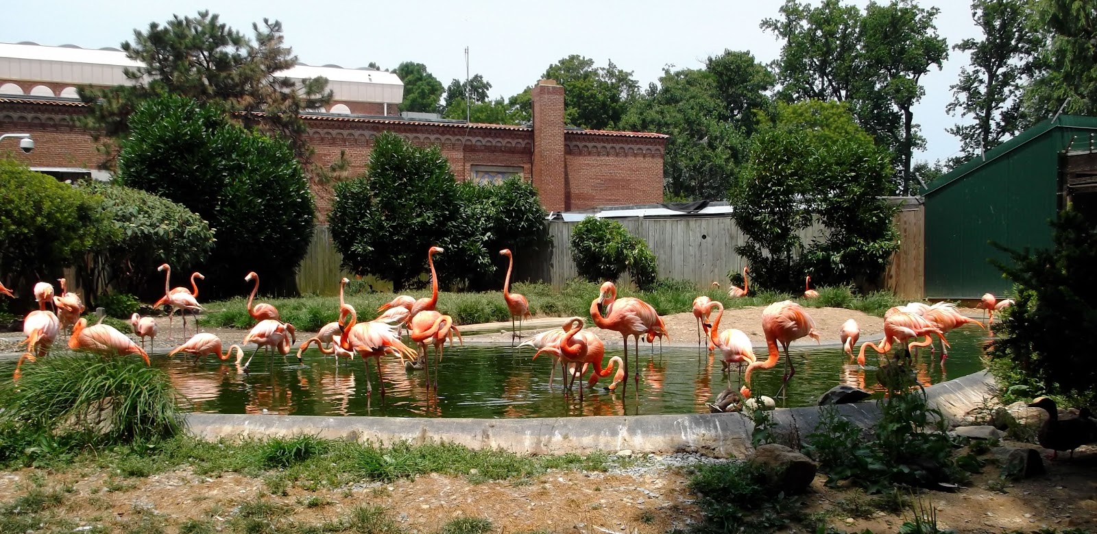 Our Zoo Blog: National Zoo, Washington DC | Flamingos | July 2012