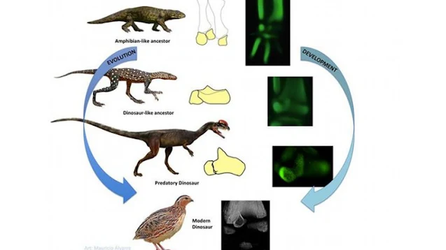 The Dinosaur Ankle Re-evolved Amphibian-like Development in Birds