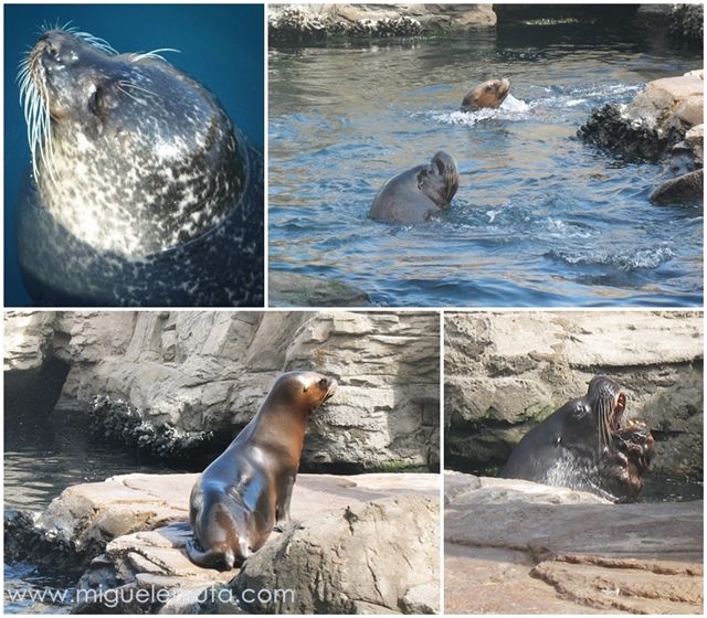 Focas-leones-marinos-Oceanográfico-Valencia