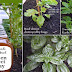 Make This Homemade Garden Insect Spray To Keep The Bugs At Bay