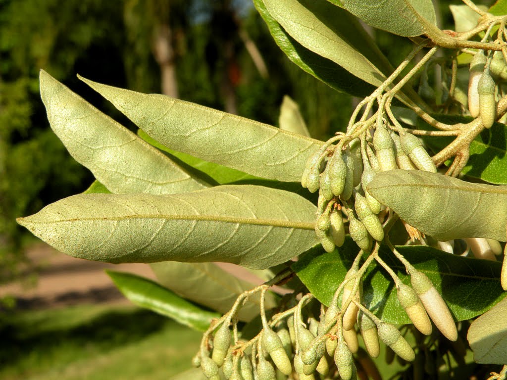 Uruguay's wildlife & Natural sanctuaries Santuarios naturales & flora