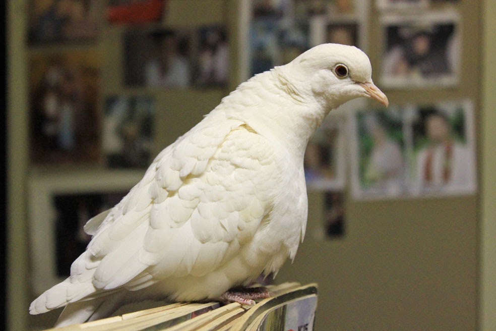 Hedgie's Nature Journal Little White Dove