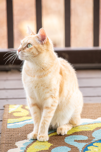 Meow Monday - cute cat pictures to start off your week! It's the best thing about Monday!! Come see what Jack, Squeaky and Nacho Man Kitty Savage have been up to!