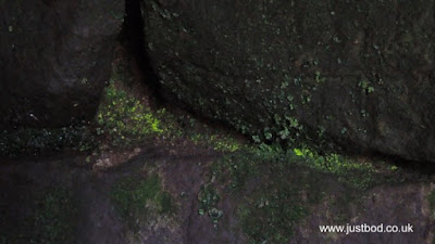 Luminous moss / Goblin Gold, Druid's Temple, Ilton, Yorkshire Luminous moss / Goblin Gold, Druid's Temple, Ilton, Yorkshire