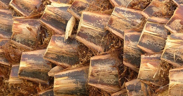 Dunia Konstruksi  Pemanfaatan Limbah  Batang Pohon Sawit 