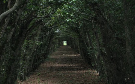 Hutan-Hutan Paling Misterius di Dunia Hutan-Hutan Paling Misterius di Dunia