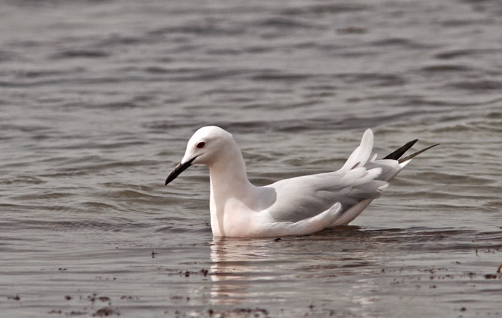 Slender-billed Gull