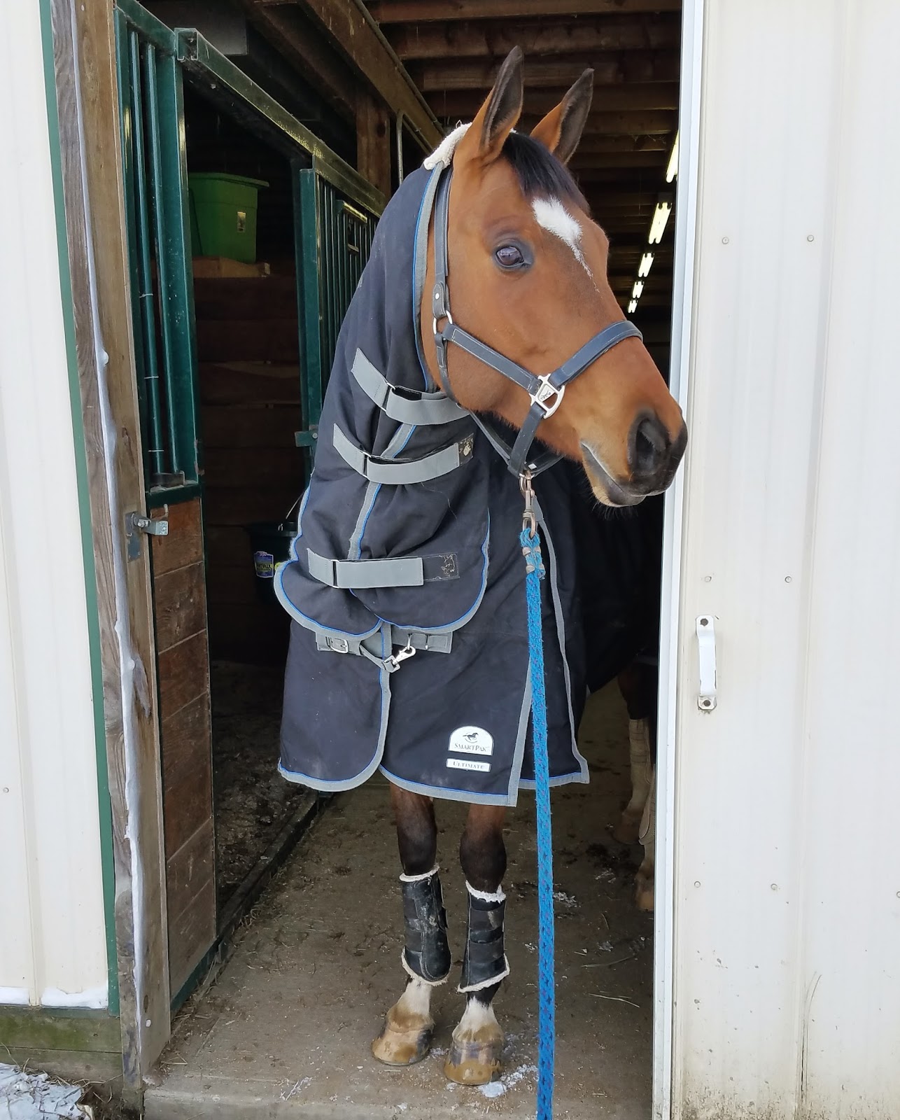 Dream Big Saddle Fitting!