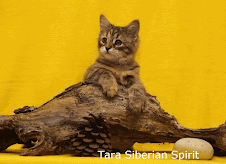 Tara - sibiřské kotě