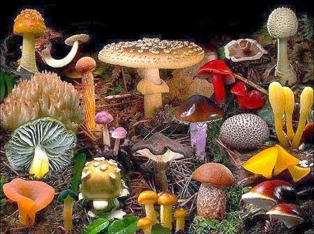 síntomas de la diabetes por hongos agaricus blazei síntomas de la diabetes por hongos agaricus blazei