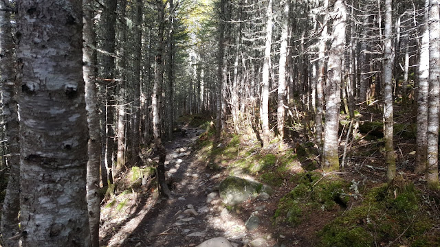 Sentier le mont Albert