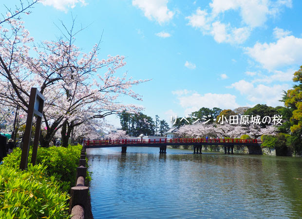 小田原城の桜を見に行く！